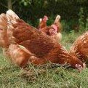 Meet your Posher, Rena beth